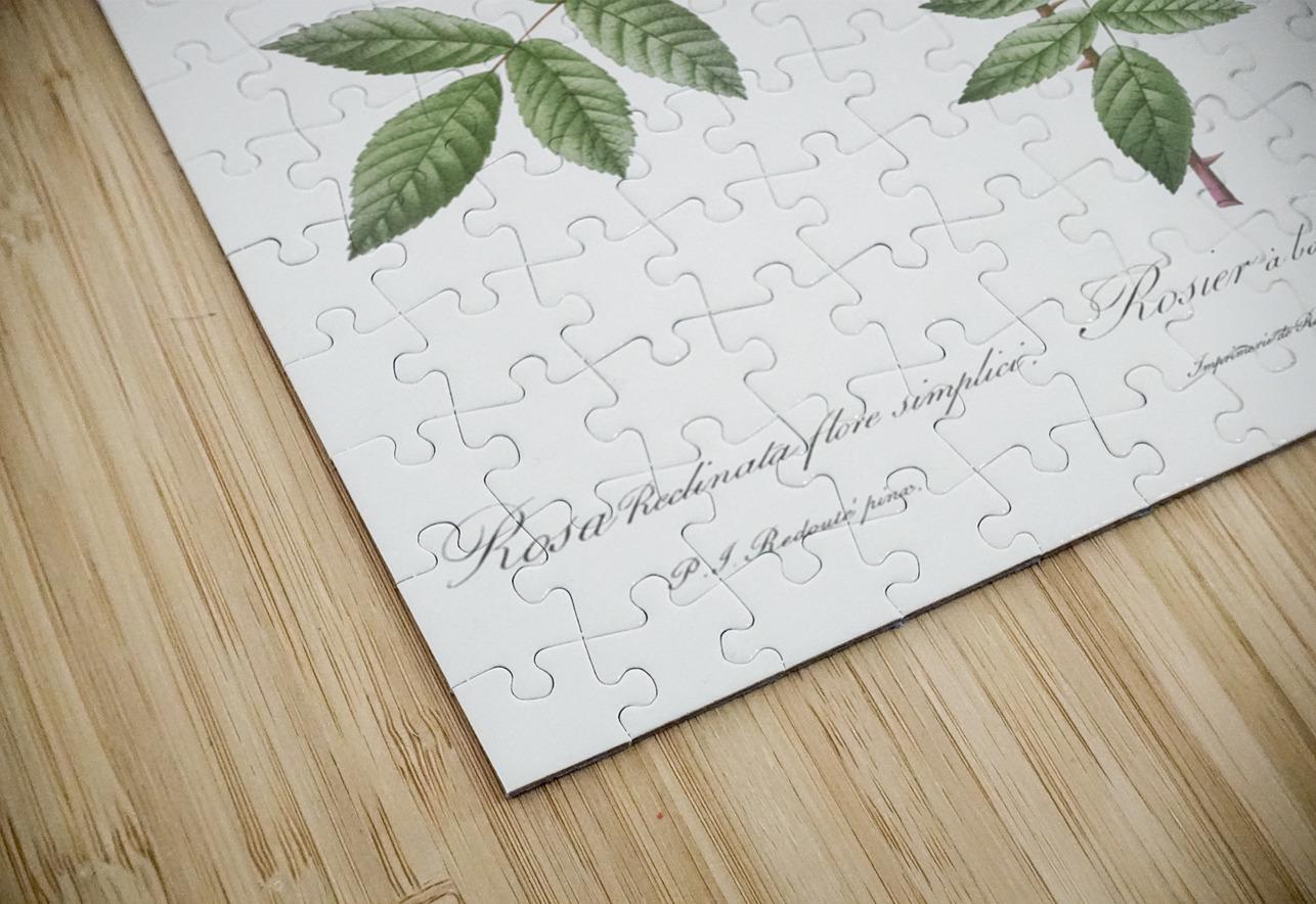 Pink boursault rose IStockHistory com Puzzle