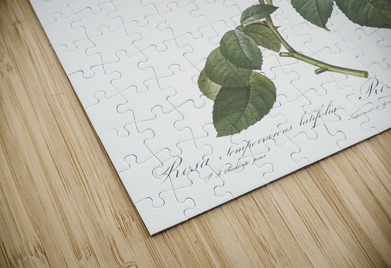 Big leaved climbing rose IStockHistory com Puzzle