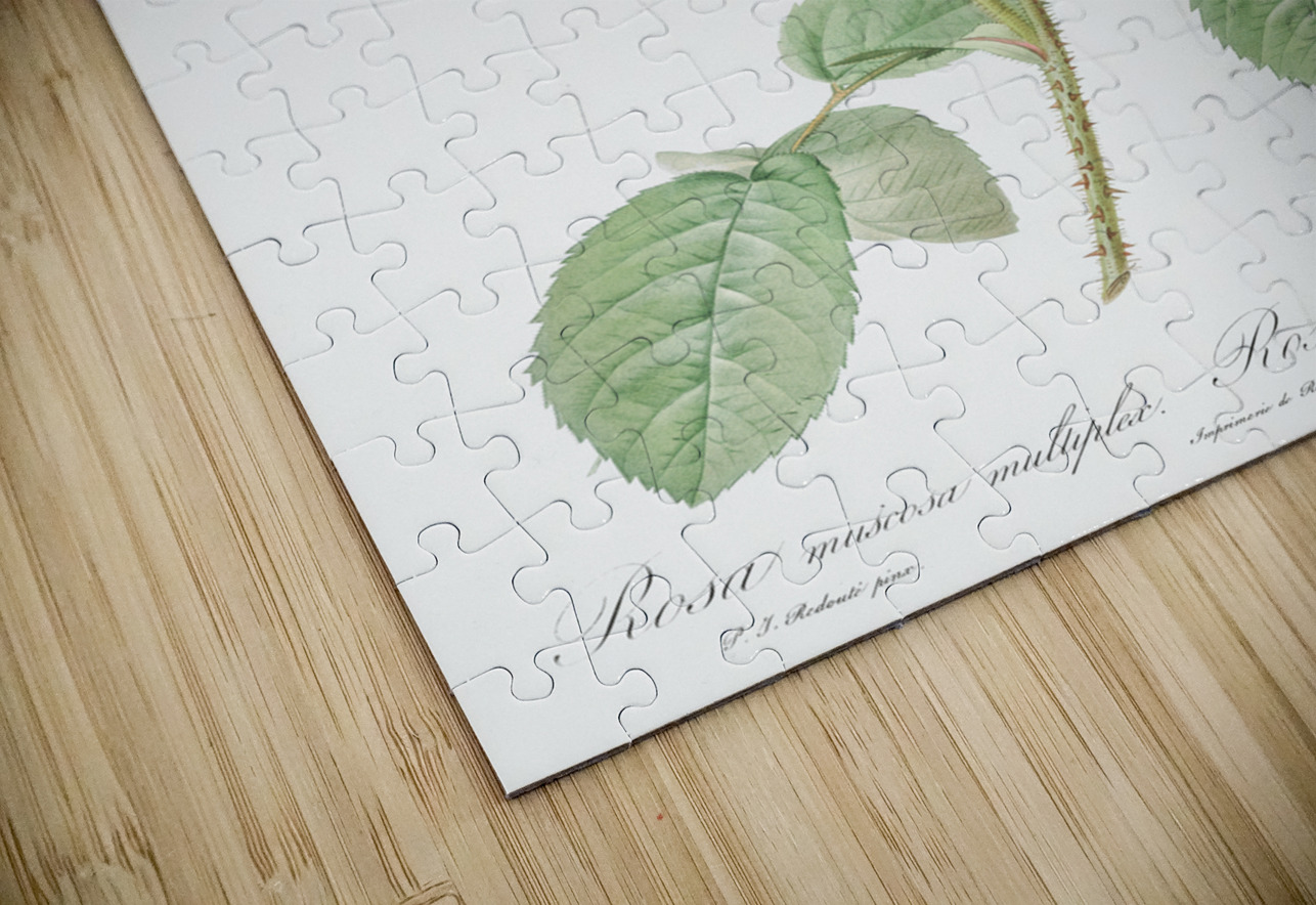 Vintage rosebush IStockHistory com Puzzle