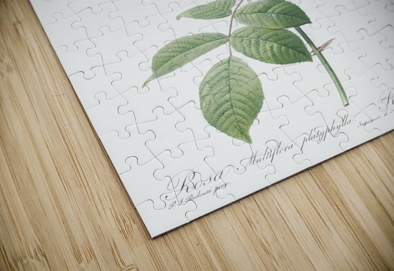 Seven sisters rose in bloom IStockHistory com Puzzle