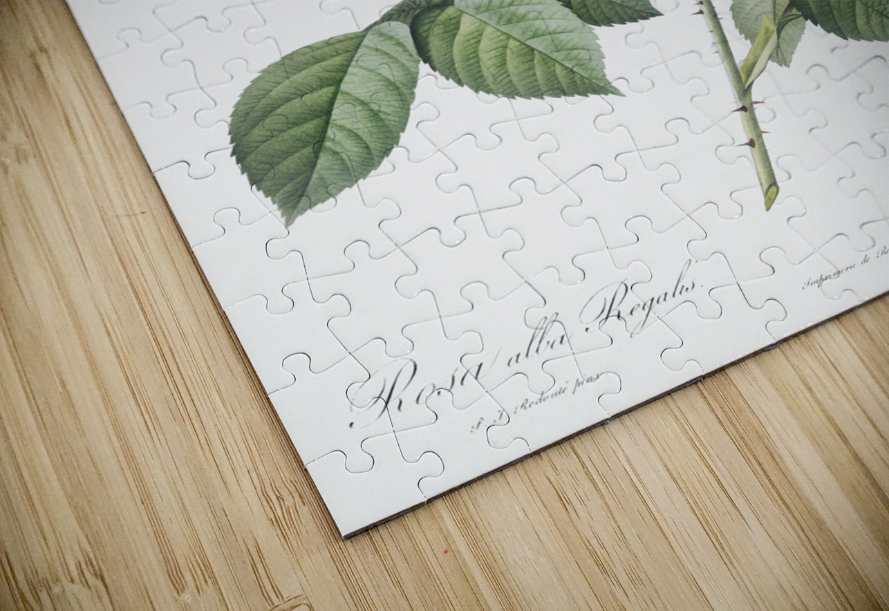 Vintage rosa alba IStockHistory com Puzzle