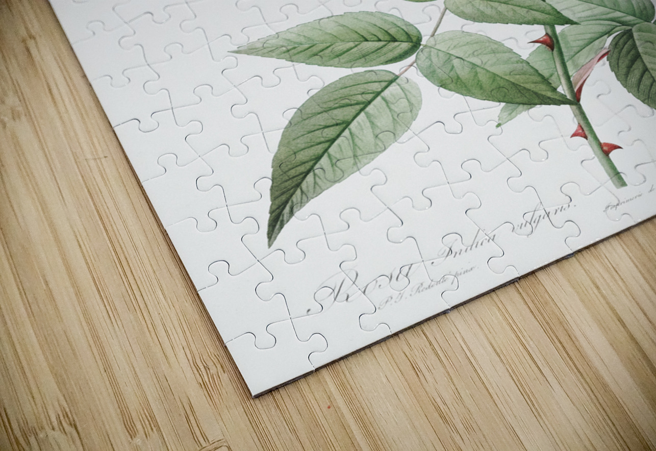 Anemone flowered sweetbriar rose IStockHistory com Puzzle