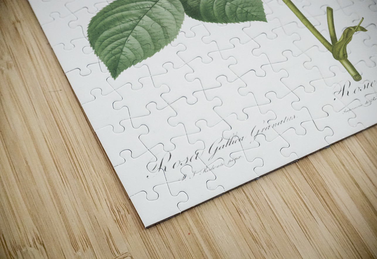 Pink french roses IStockHistory com Puzzle