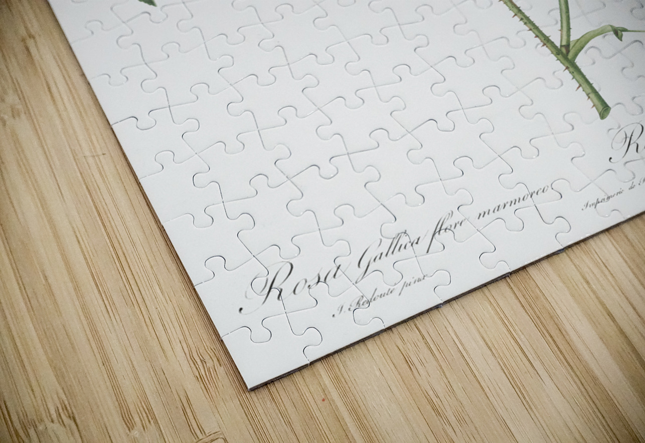 Speckled provins rose IStockHistory com Puzzle