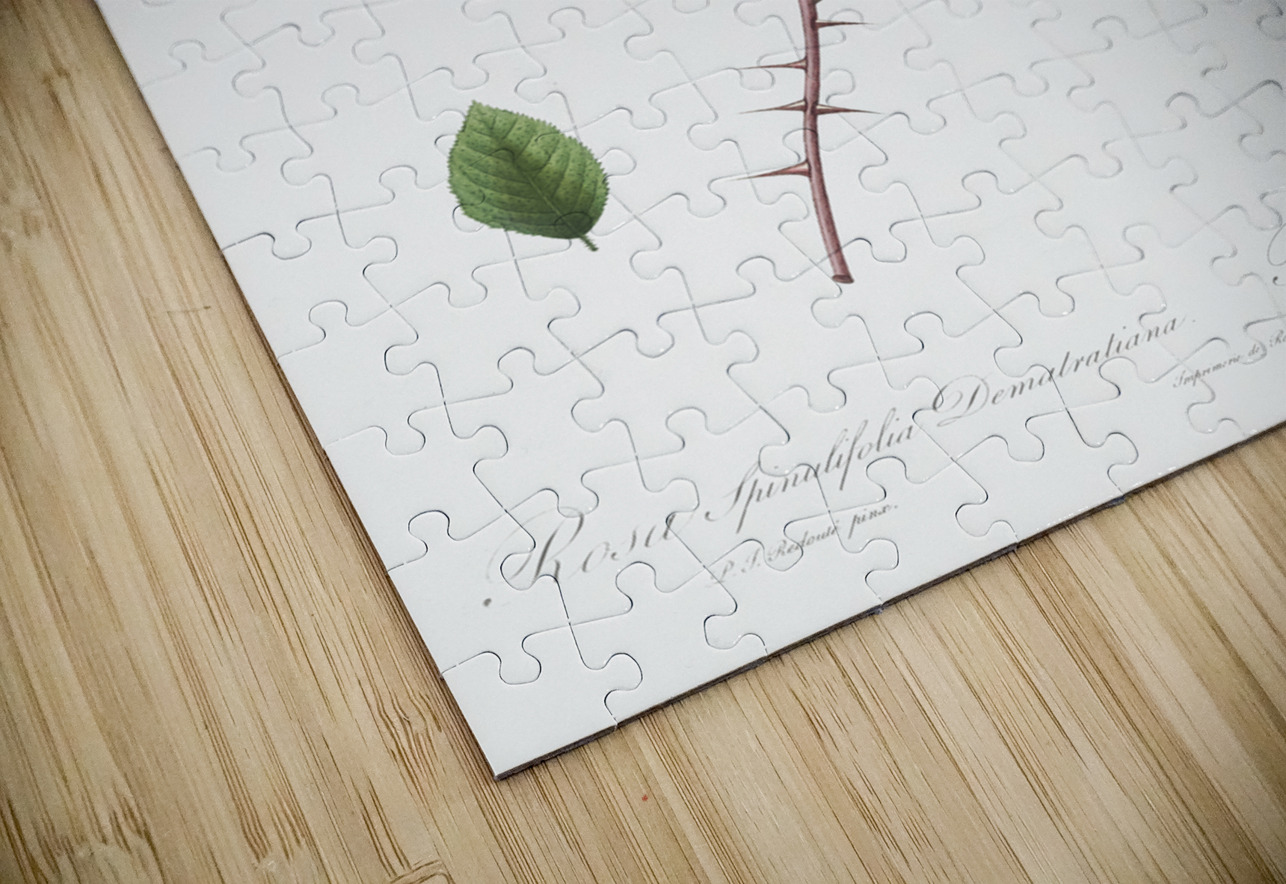 Vintage Rose of Dematra IStockHistory com Puzzle