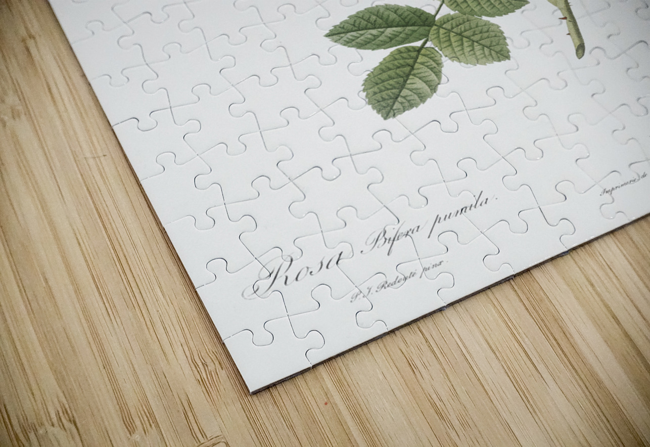 Small damask rose IStockHistory com Puzzle