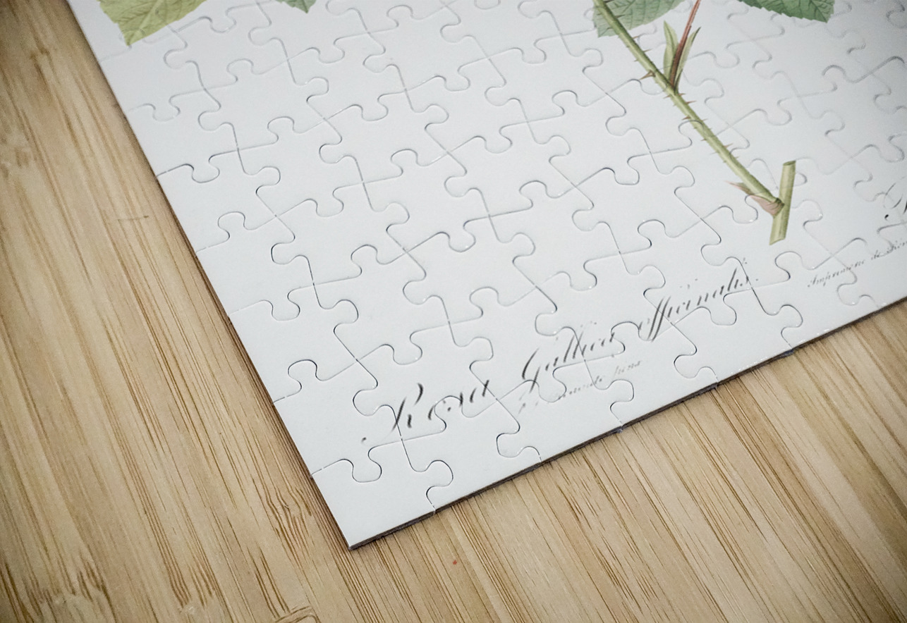 Vintage rosa gallica rose IStockHistory com Puzzle