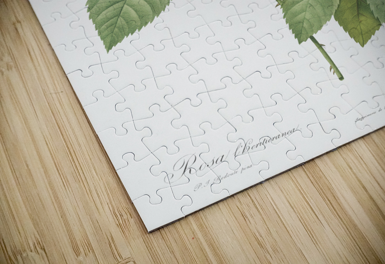 Vintage rosa gallica rose IStockHistory com Puzzle