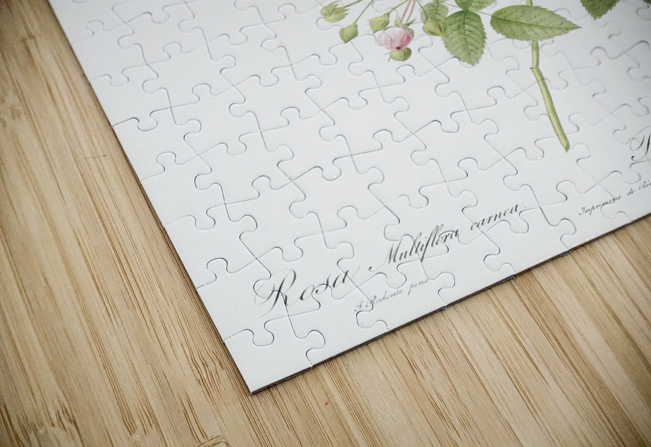 Pink baby roses IStockHistory com Puzzle