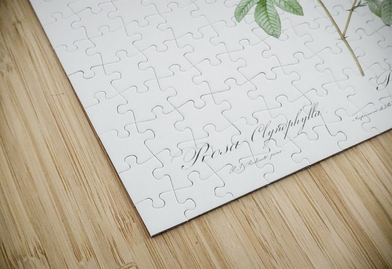 White rose shrub IStockHistory com Puzzle