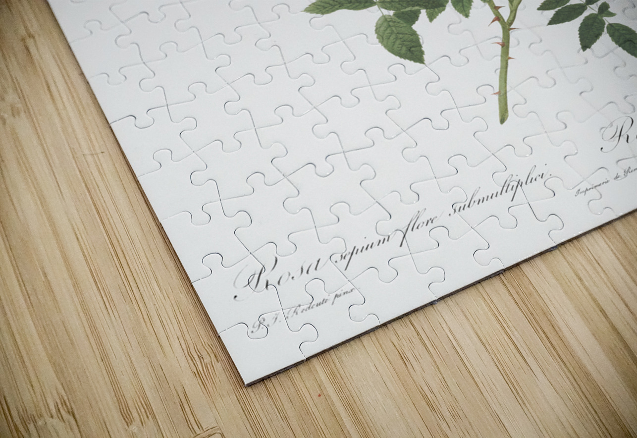 Pink french roses IStockHistory com Puzzle