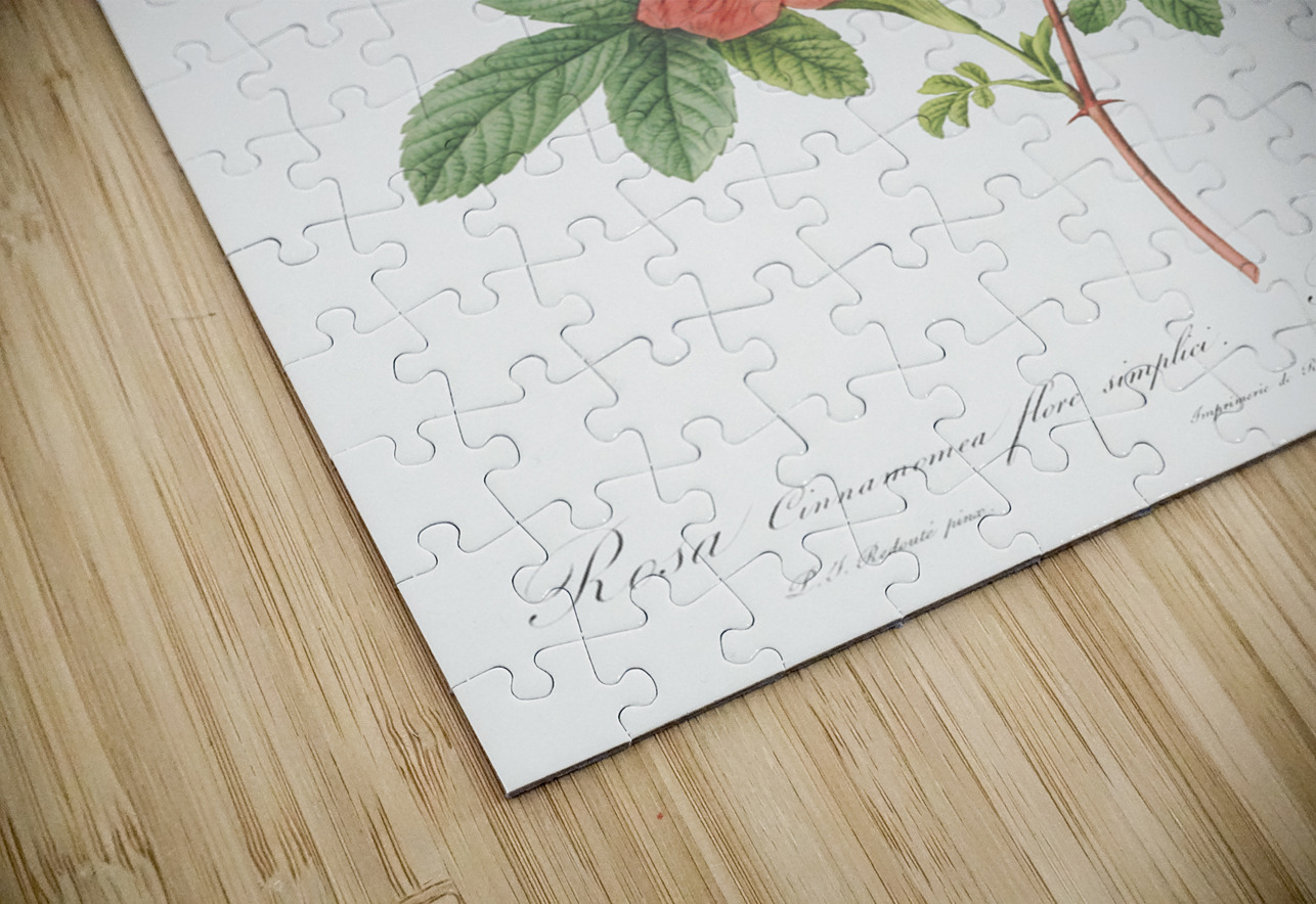 Blooming single may rose IStockHistory com Puzzle