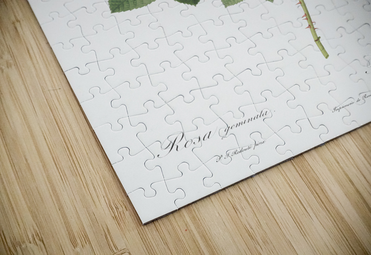 Blooming white roses IStockHistory com Puzzle