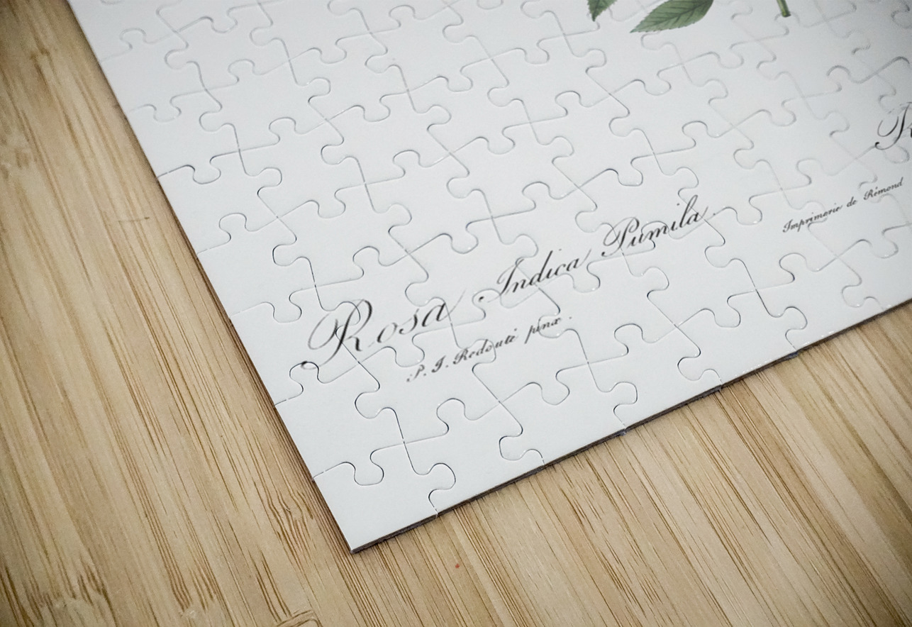 Vintage dwarf rosebush rose IStockHistory com Puzzle