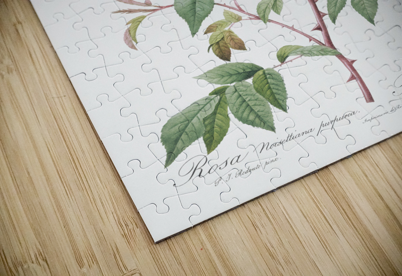 Pink noisette roses IStockHistory com Puzzle