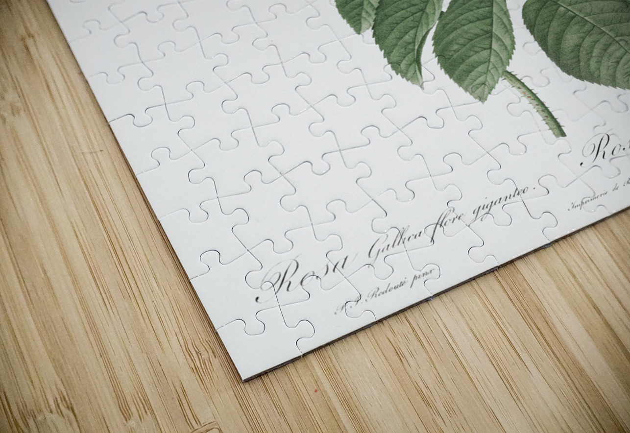 Burgundy cabbage rose in bloom IStockHistory com Puzzle