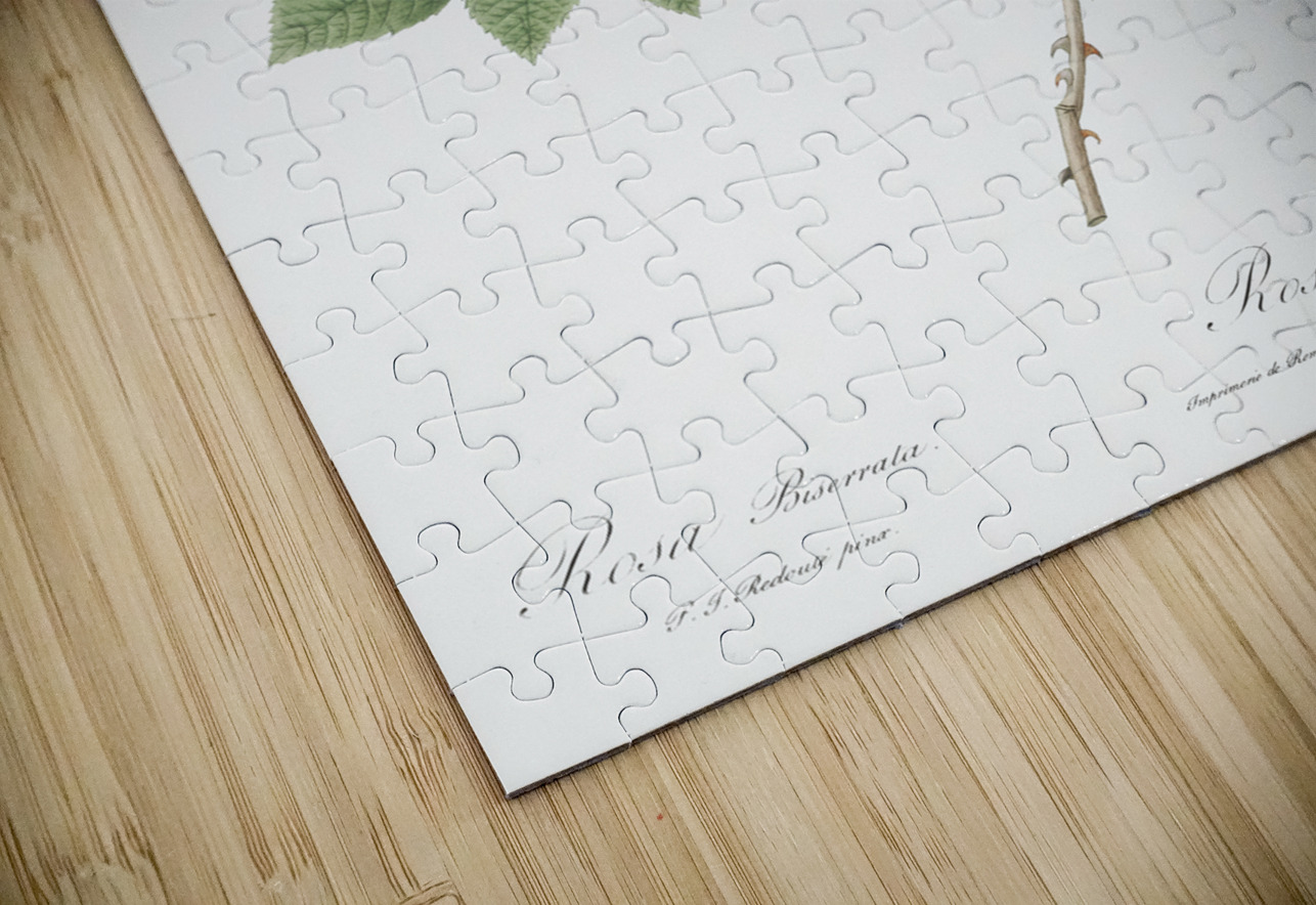 Mountain rose in bloom IStockHistory com Puzzle