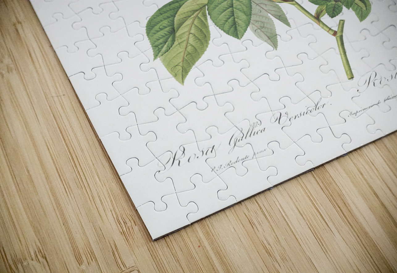 Pink french rosebush IStockHistory com Puzzle