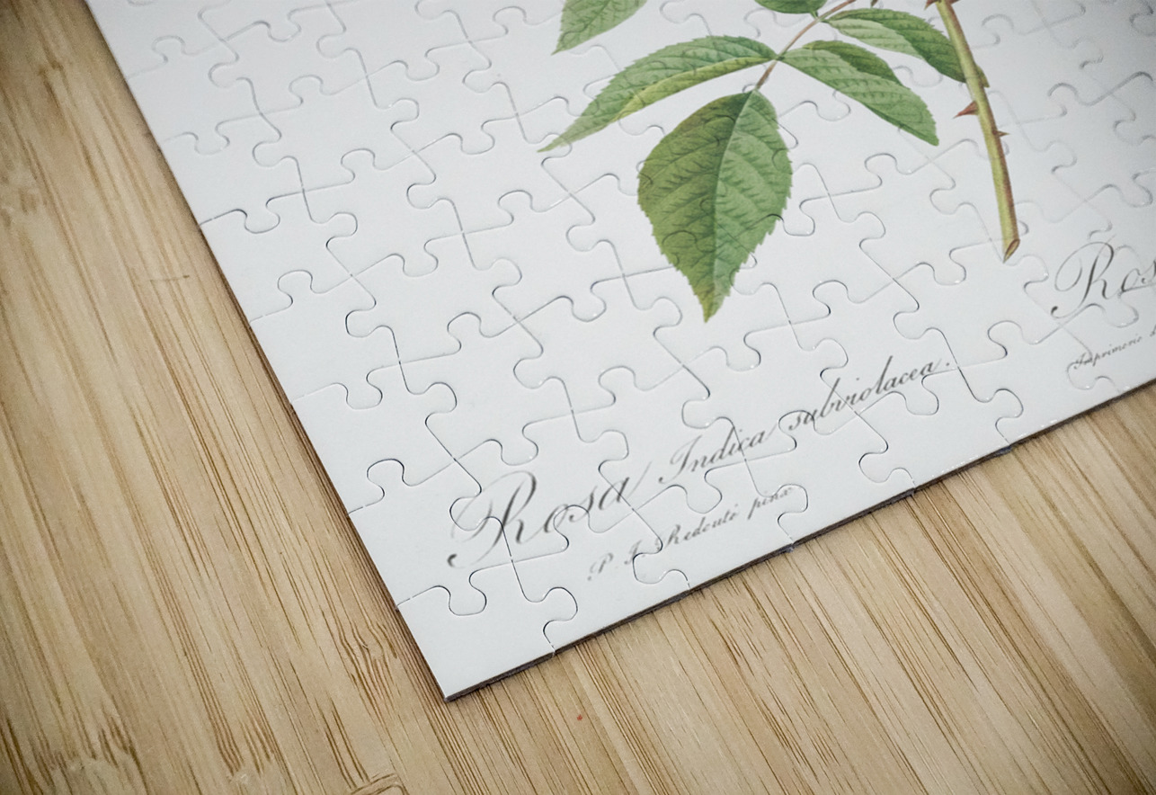 Ternaux rose in bloom IStockHistory com Puzzle