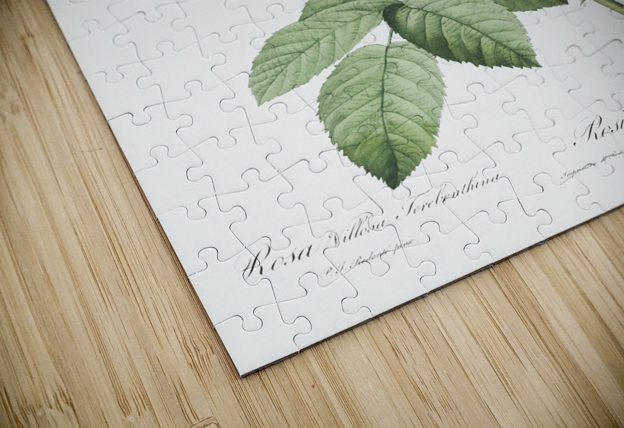 Pink apple rose in bloom IStockHistory com Puzzle