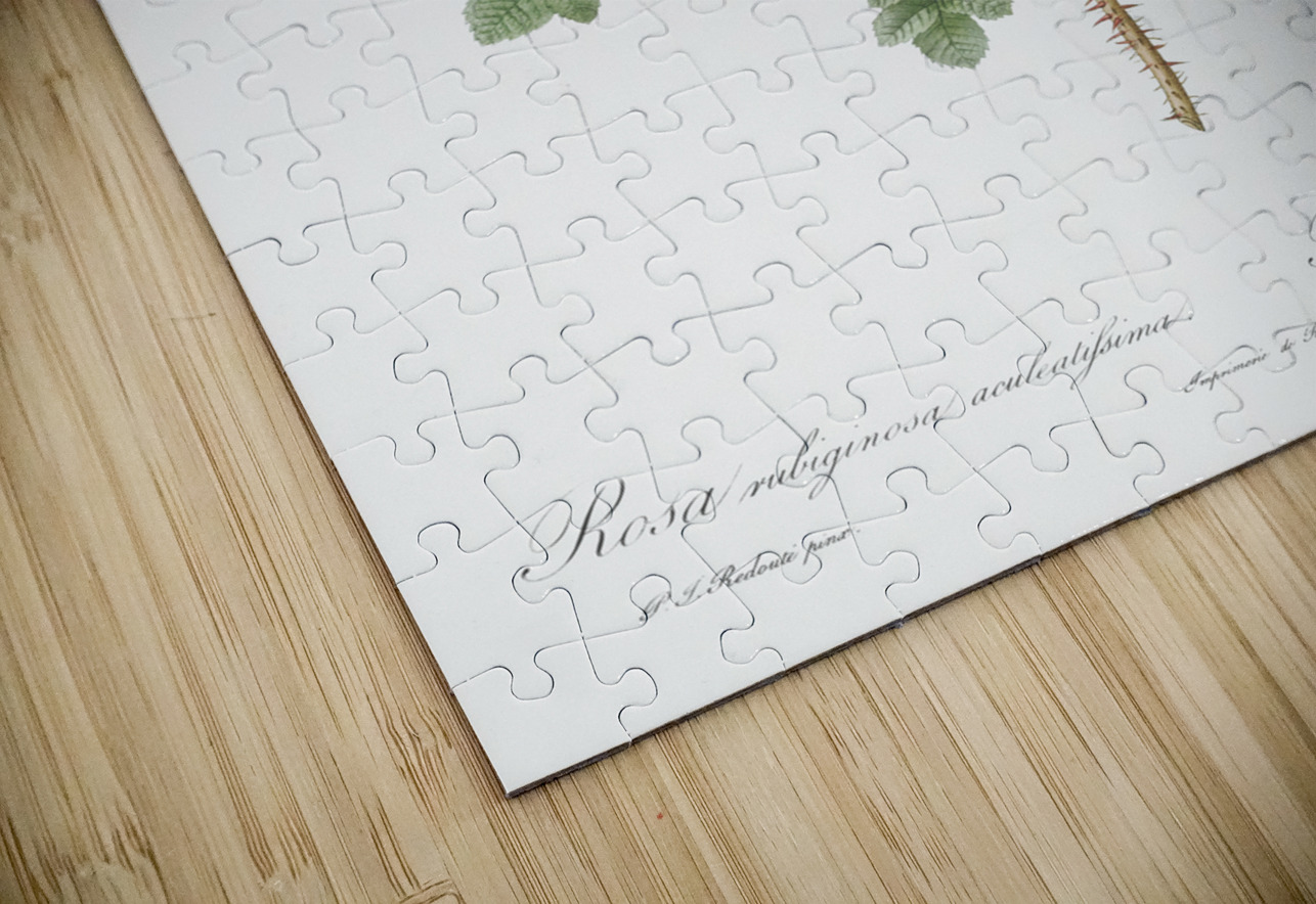 Prickly sweet briar roses IStockHistory com Puzzle