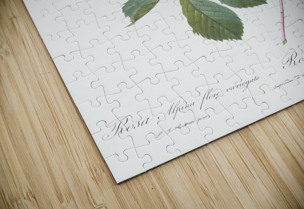 Pink alpine roses IStockHistory com Puzzle