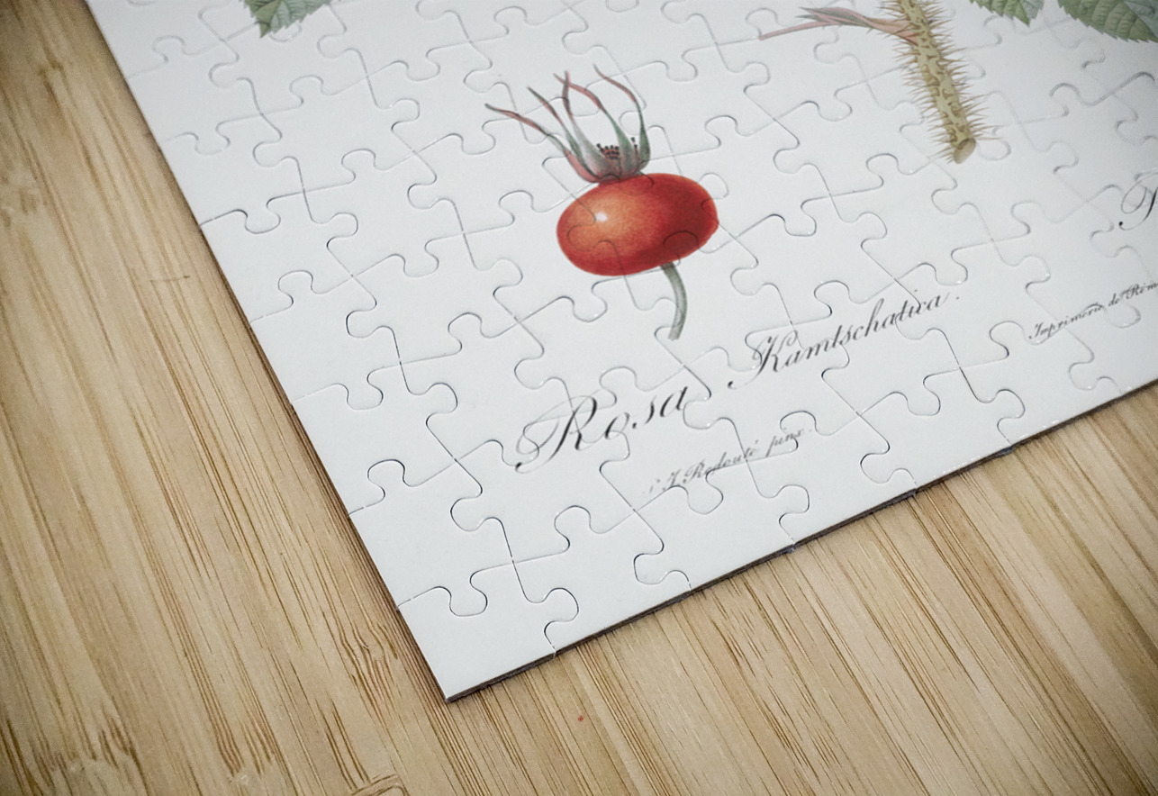 Anemone flowered rose IStockHistory com Puzzle