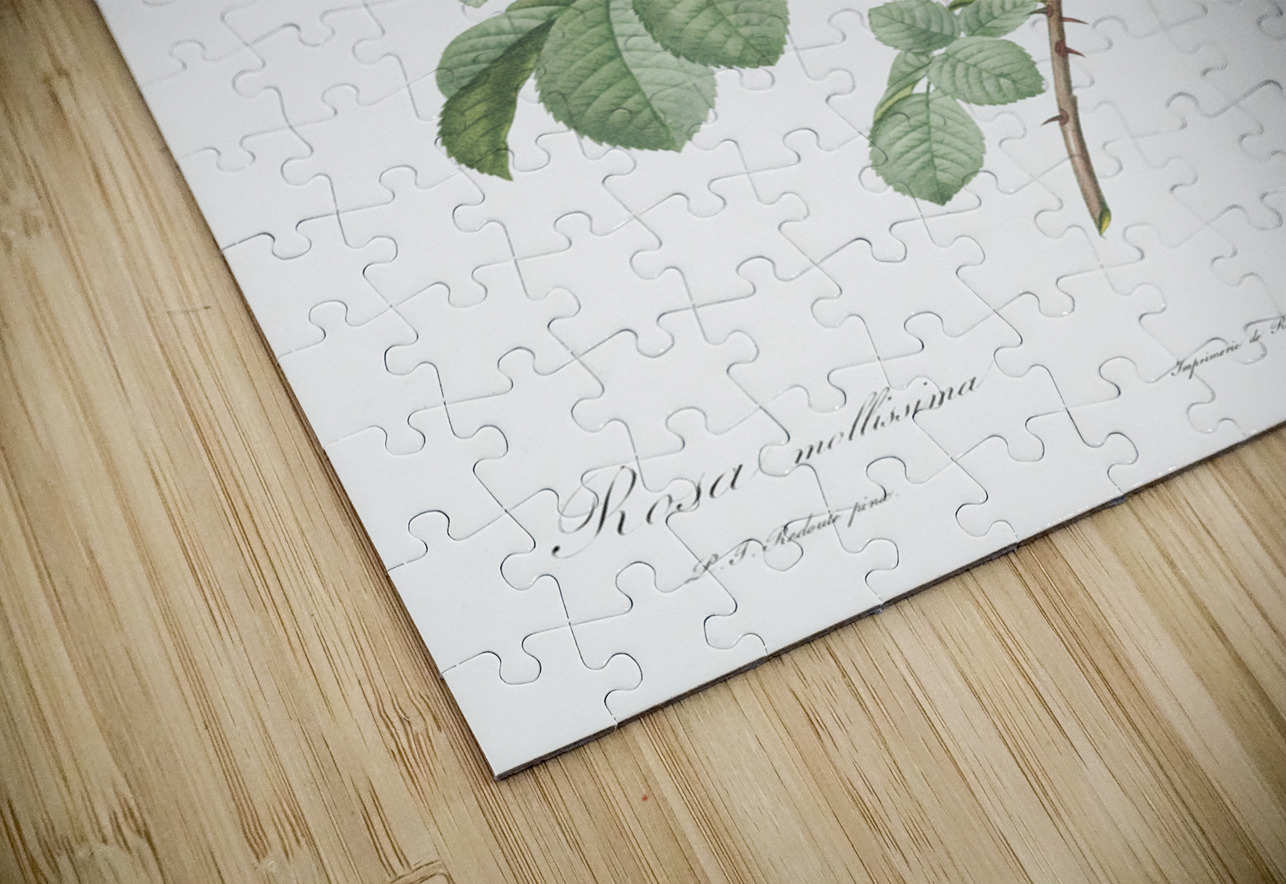 Pink roses in bloom IStockHistory com Puzzle