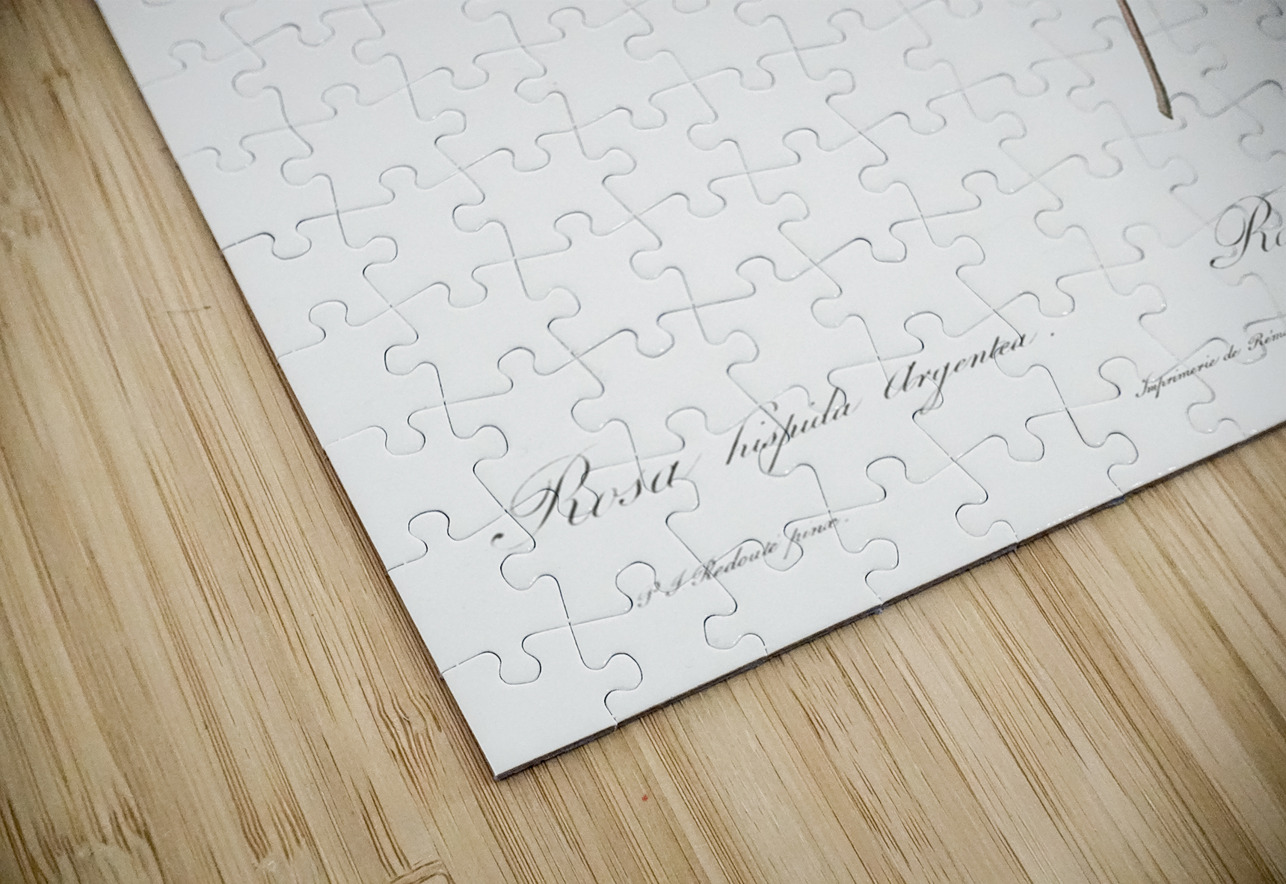 Hispid rose in bloom IStockHistory com Puzzle