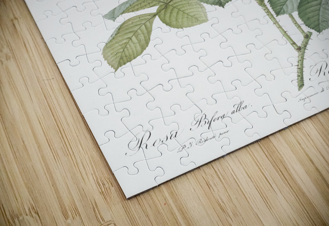 Blooming autumn damask rose IStockHistory com Puzzle