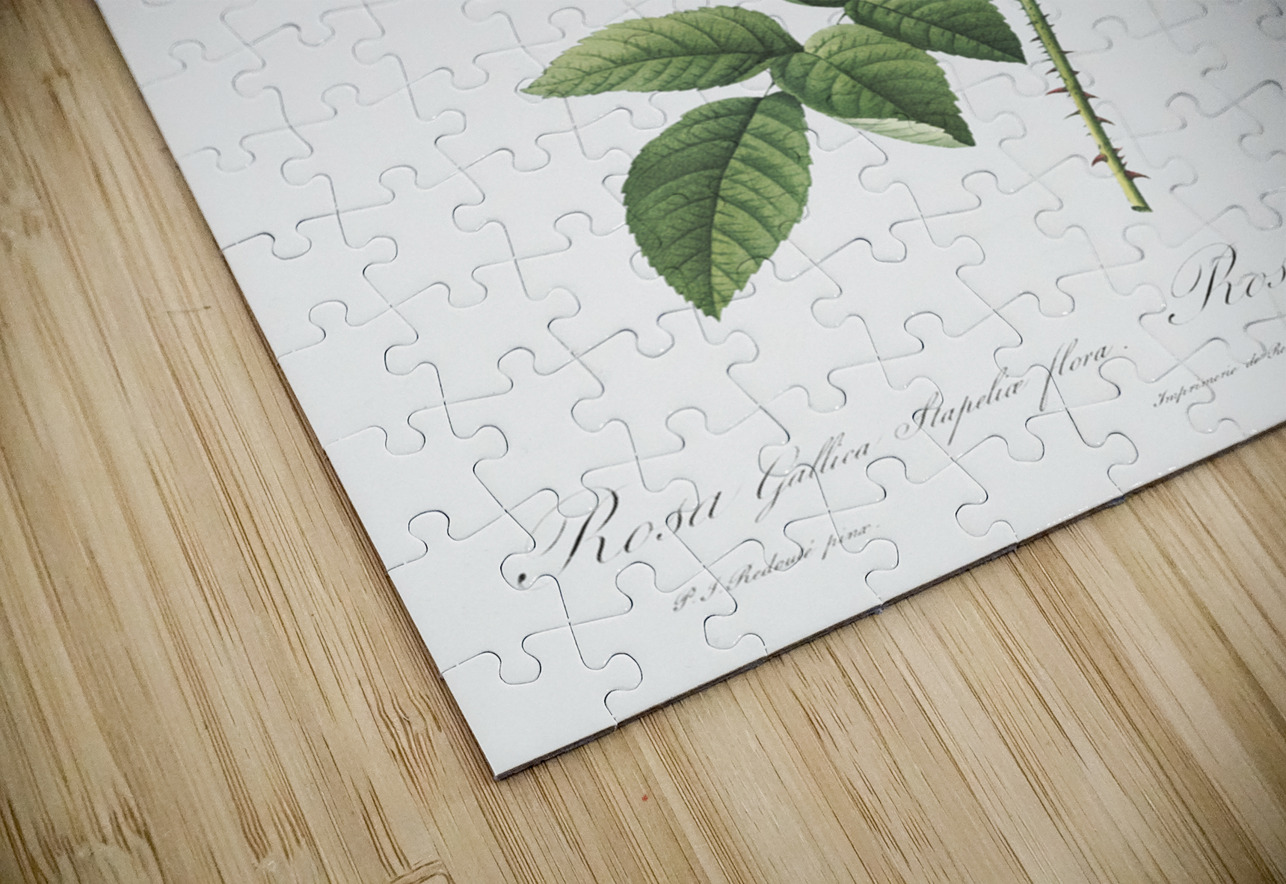 Stapelia rose in bloom IStockHistory com Puzzle