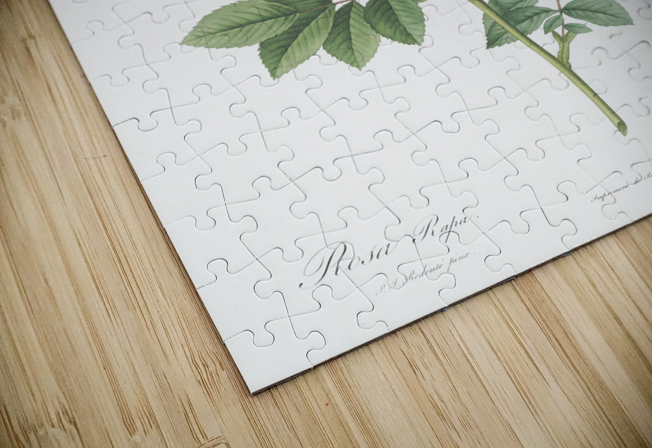 Yellow sweetbriar rose IStockHistory com Puzzle