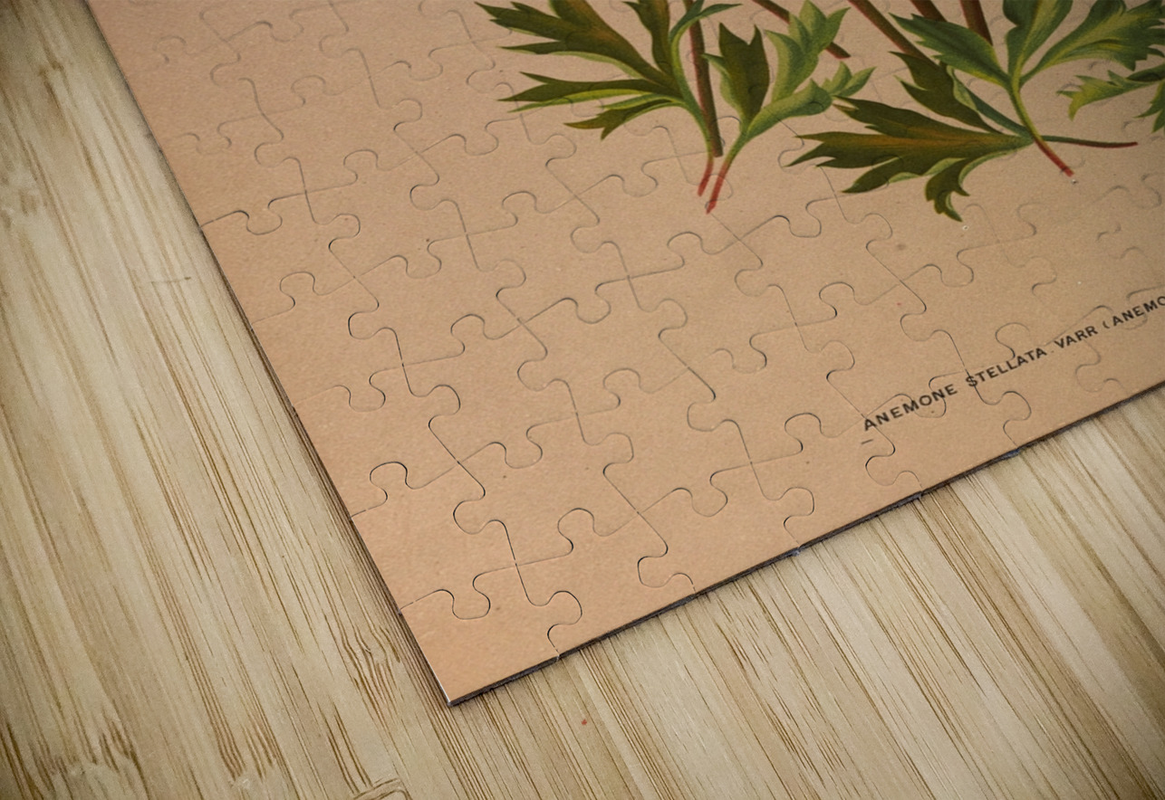 Album van Eeden : Haarlems flora : 1872-1881 IStockHistory com Puzzle