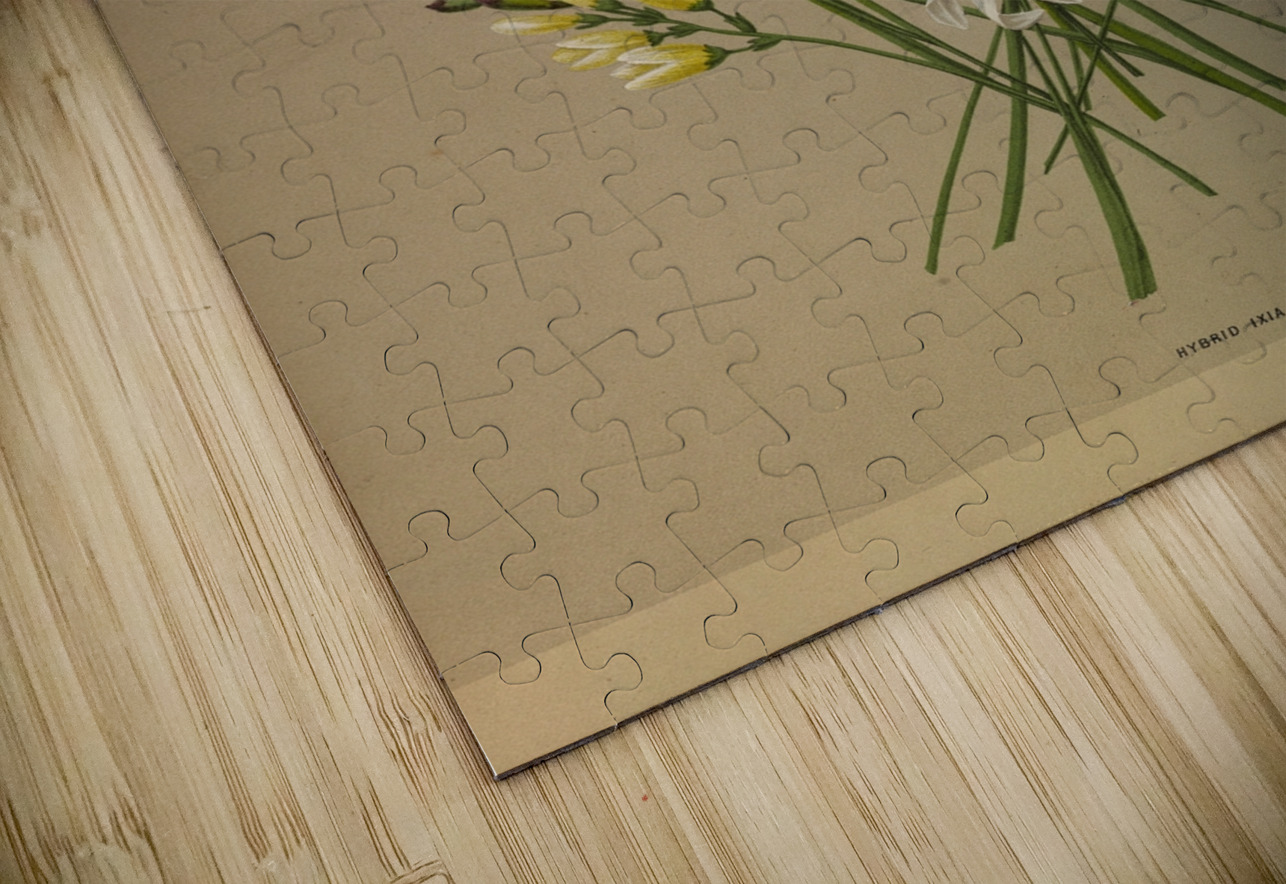 Album van Eeden : Haarlems flora : 1872-1881 IStockHistory com Puzzle