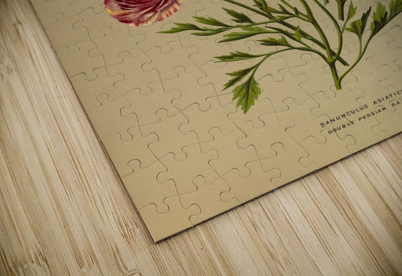 Album van Eeden : Haarlems flora : 1872-1881 IStockHistory com Puzzle