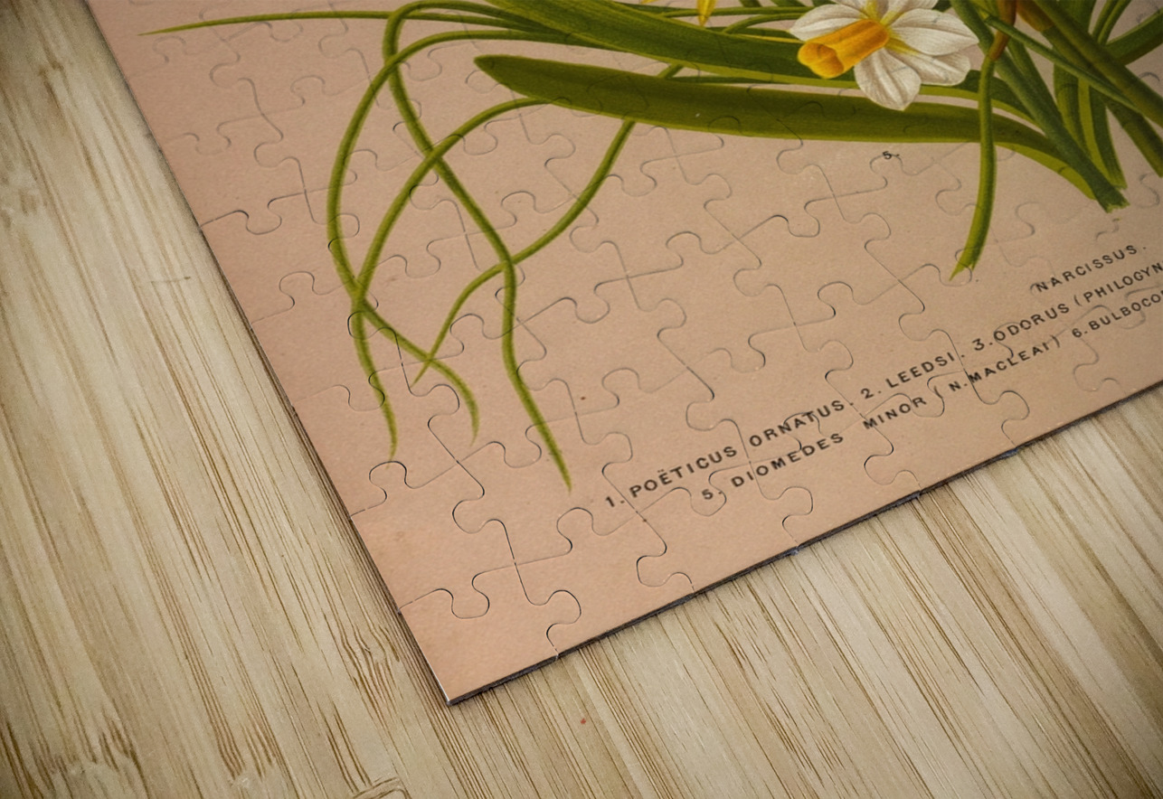 Album van Eeden : Haarlems flora : 1872-1881 IStockHistory com Puzzle