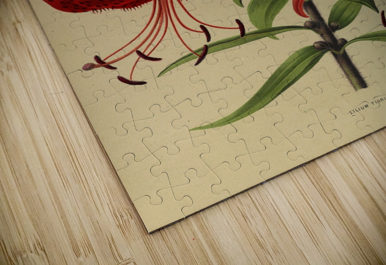 Album van Eeden : Haarlems flora : 1872-1881 IStockHistory com Puzzle