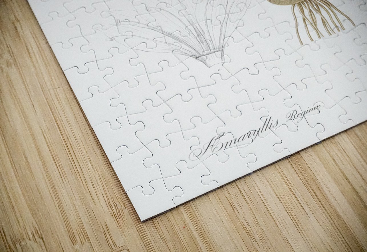 Hippeastrum illustration  IStockHistory com Puzzle