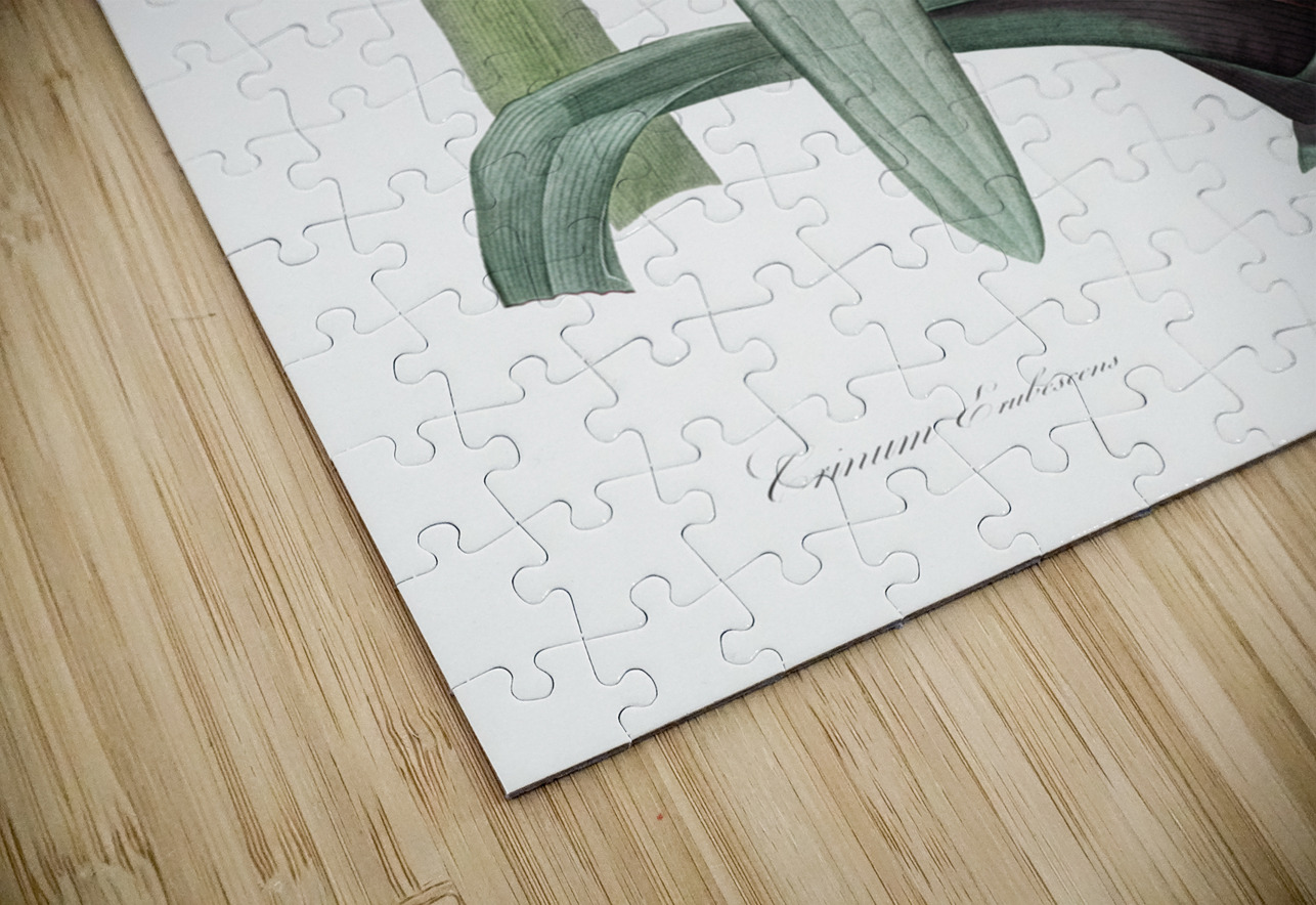 Crinum erubescens illustration  IStockHistory com Puzzle