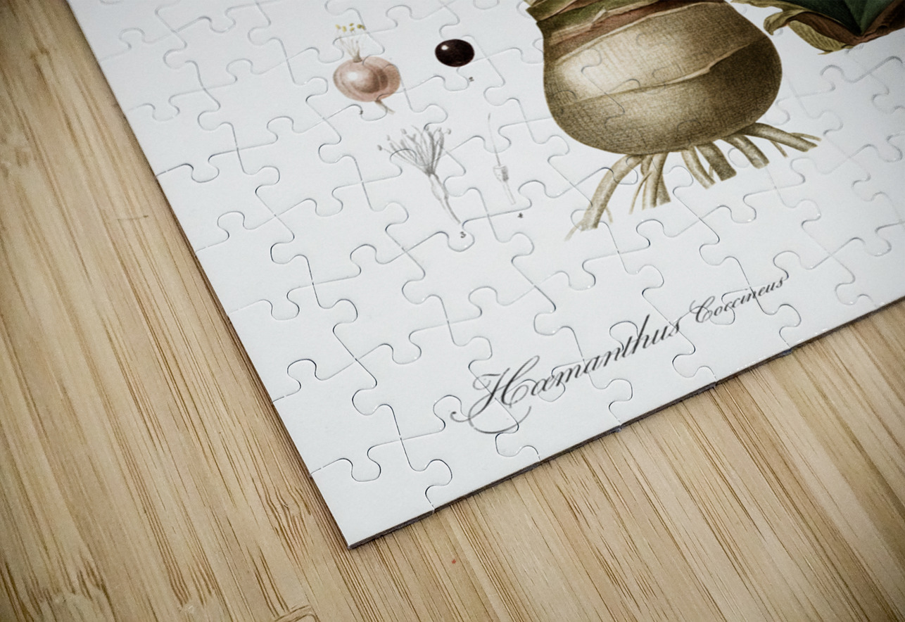 Blood lily illustration  IStockHistory com Puzzle