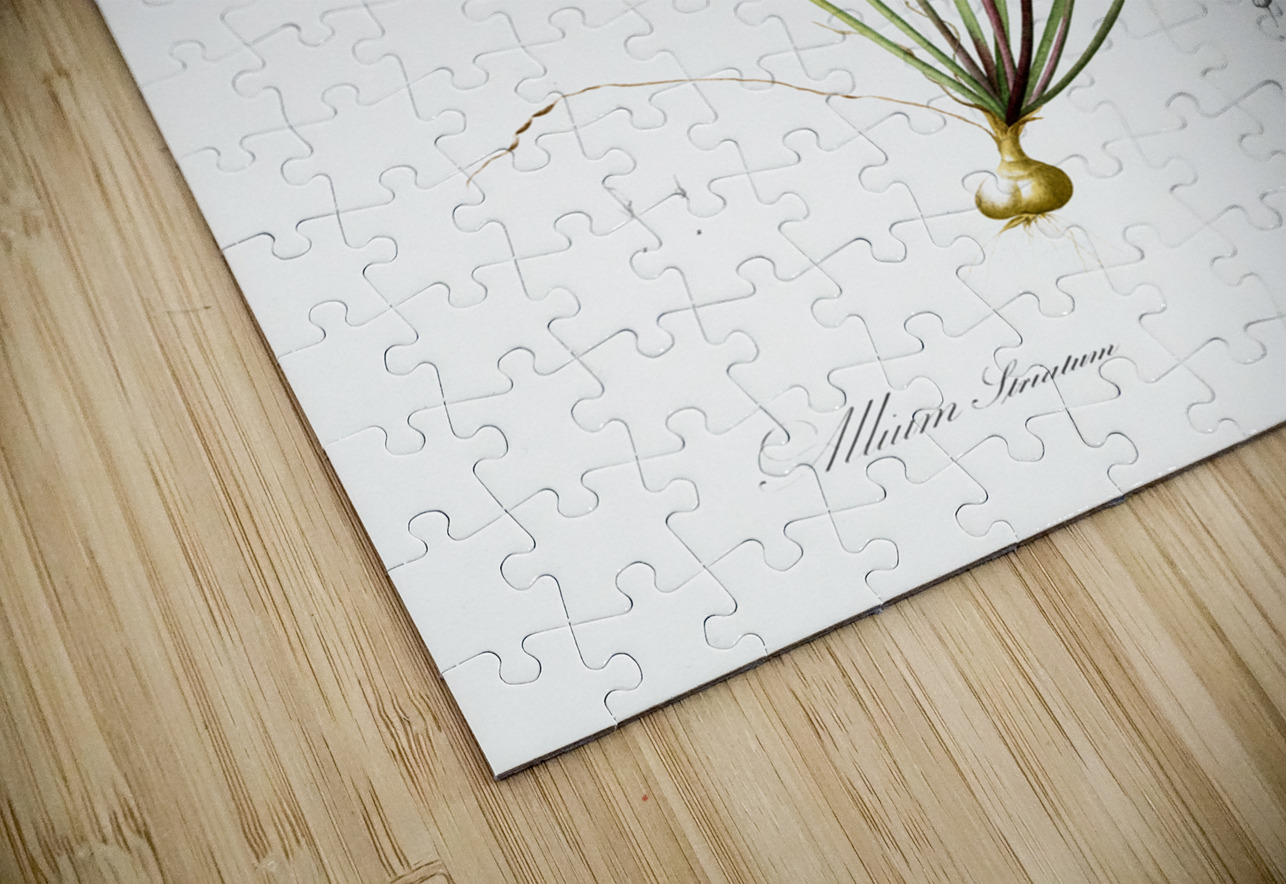 Allium straitum illustration  IStockHistory com Puzzle