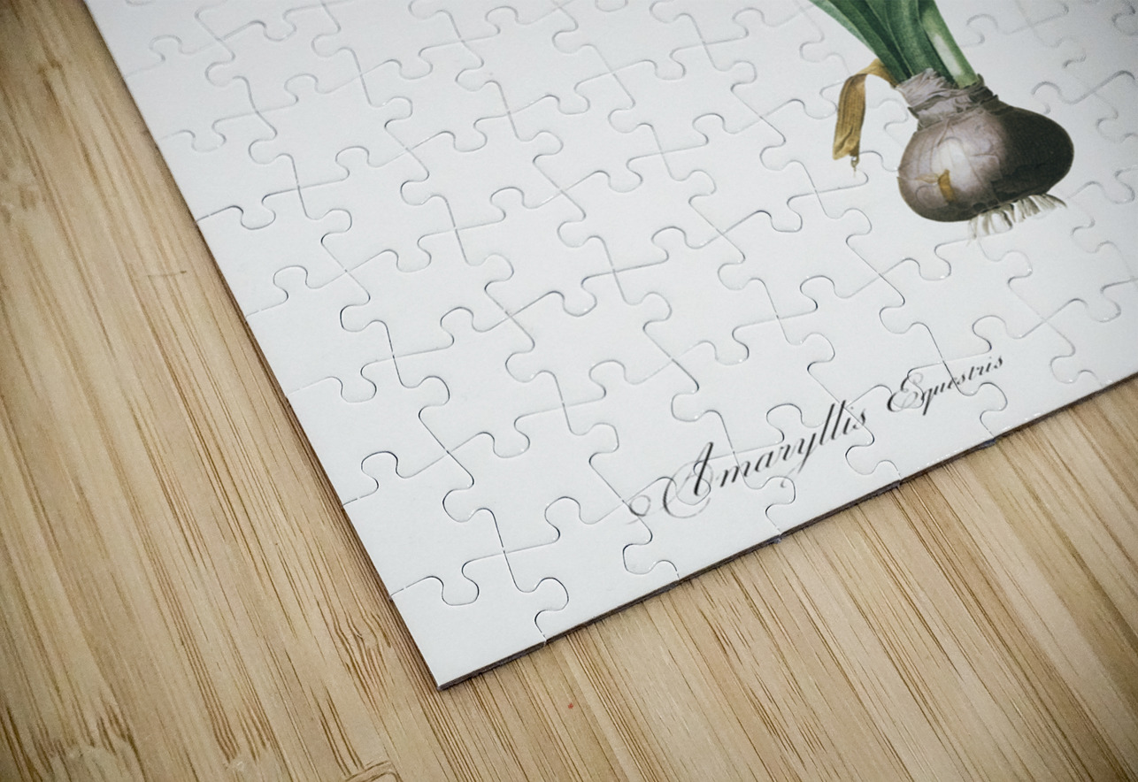 Hippeastrum illustration  IStockHistory com Puzzle