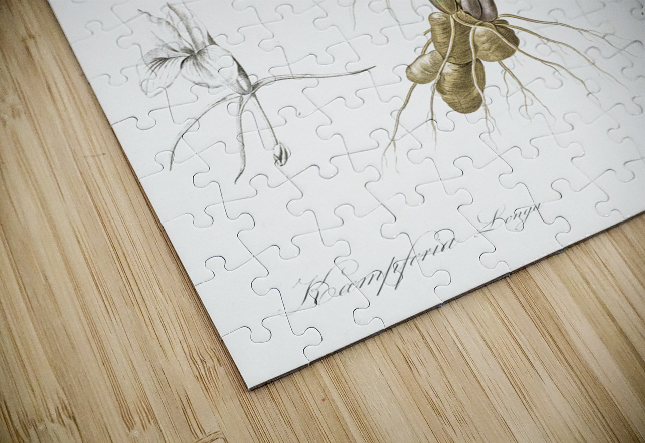 Koemferia longa illustration  IStockHistory com Puzzle