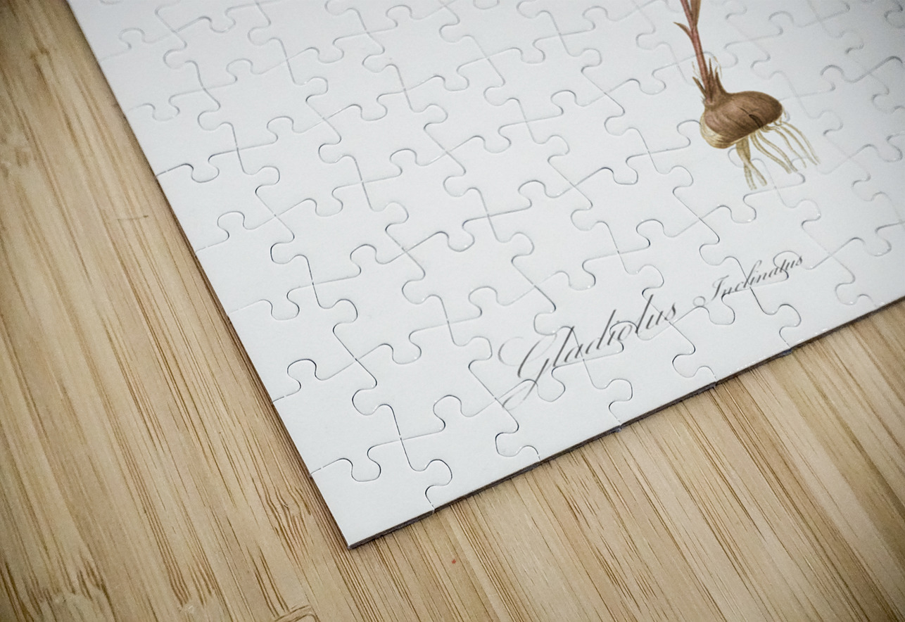 Gladiolus inclinatus illustration  IStockHistory com Puzzle