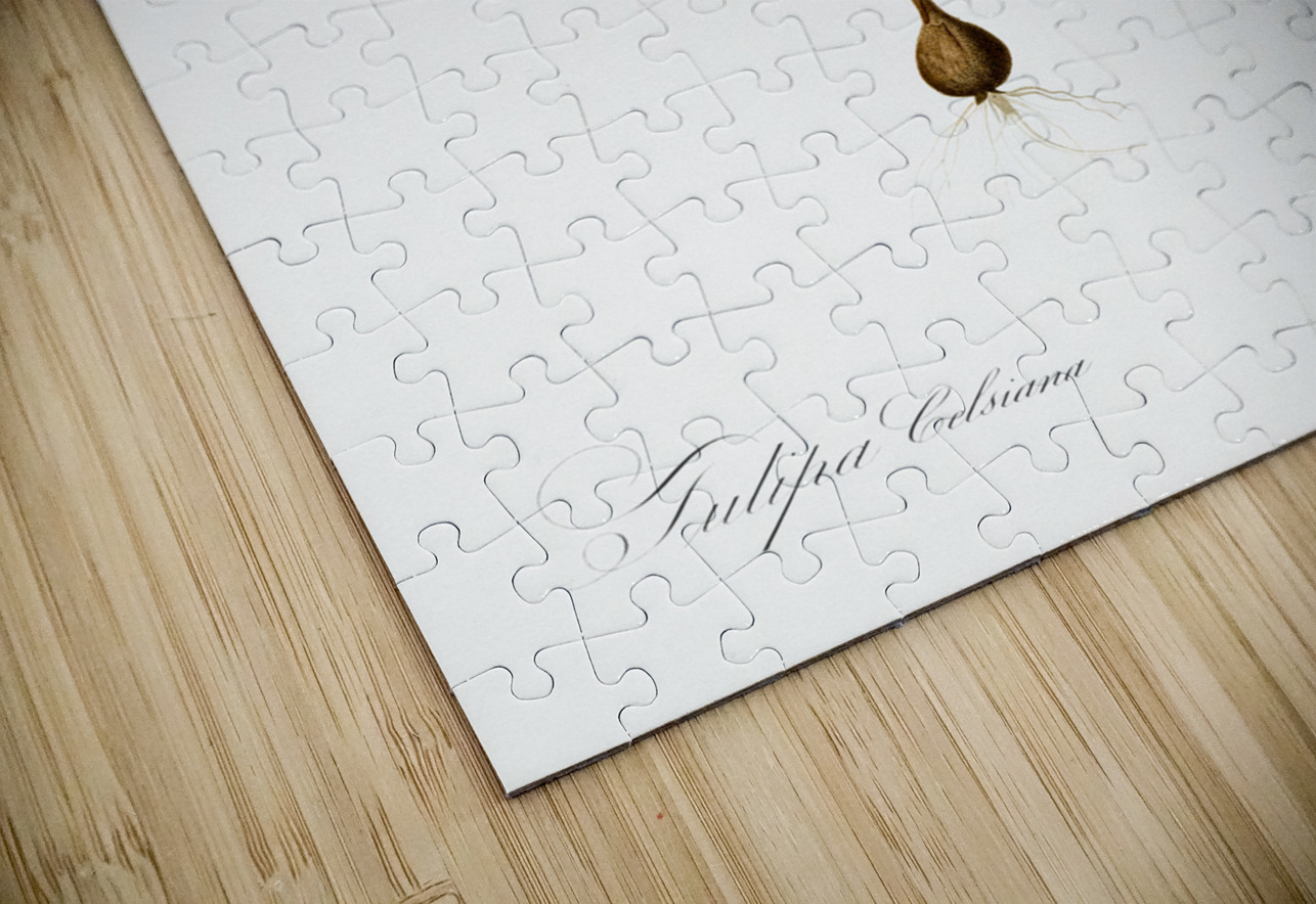 Tulipa celsiana illustration  IStockHistory com Puzzle