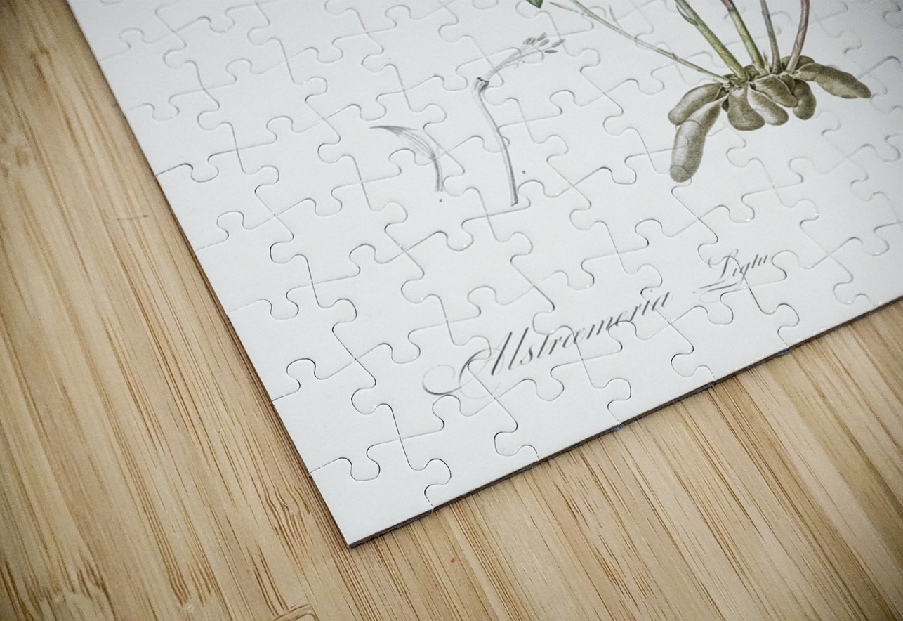 Lily of the Incas illustration  IStockHistory com Puzzle