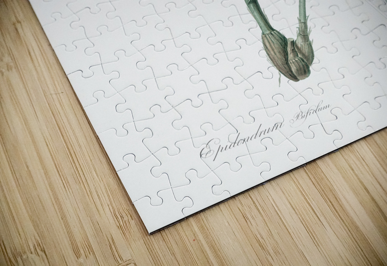 Epidendrum bifidum illustration  IStockHistory com Puzzle