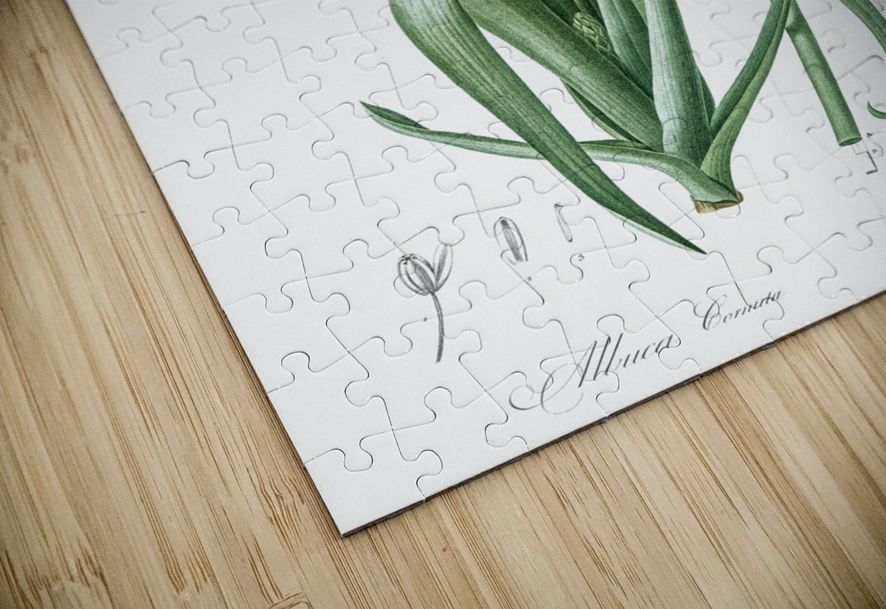 Albuca cornuta illustration  IStockHistory com Puzzle