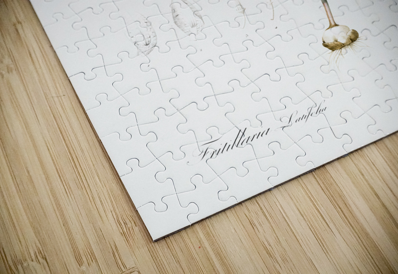 Lachenalia pendula illustration  IStockHistory com Puzzle