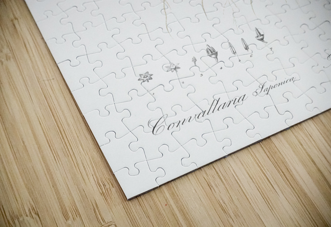 Convallaria japonica illustration  IStockHistory com Puzzle